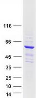Human CWF19L1 Protein (Recombinant Myc-DDK (Flag))