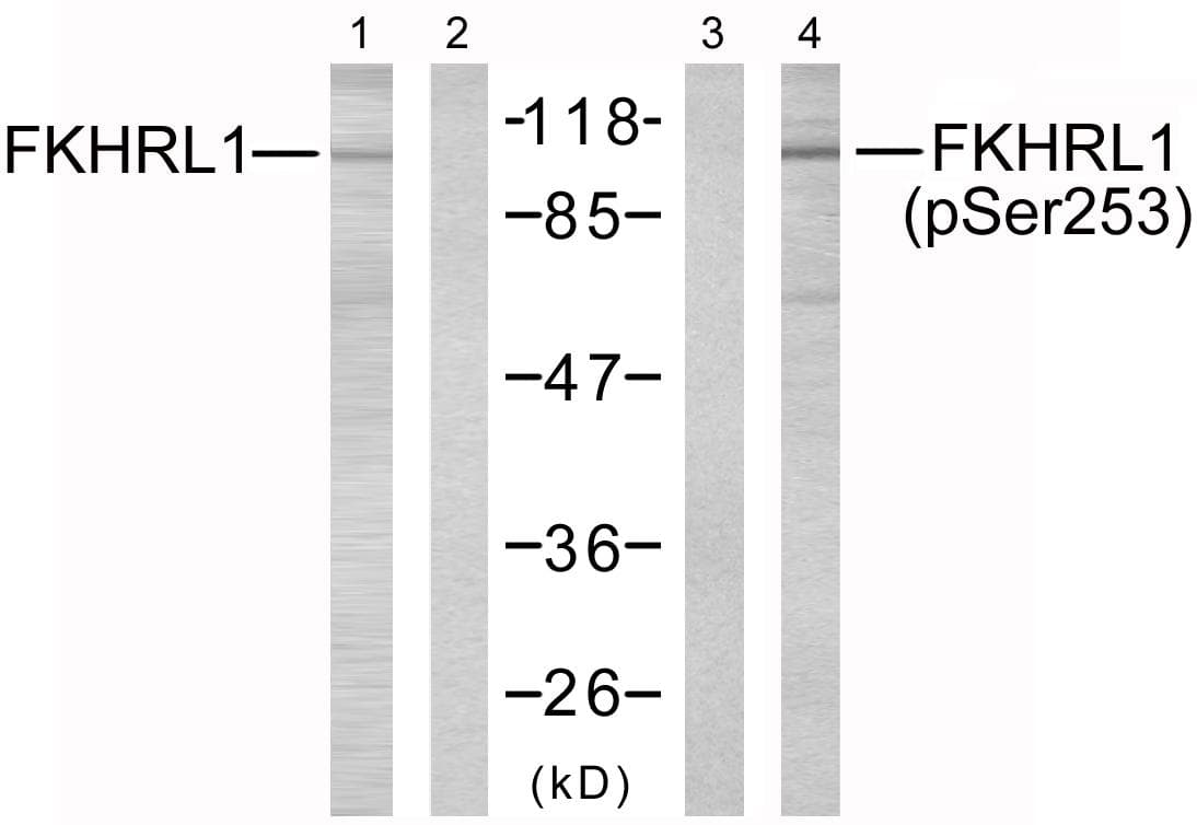 FOXO3 / FOXO3A Antibody (phospho-Ser253)