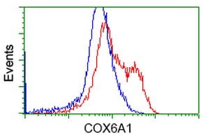 Monoclonal Mouse anti-Human COX6A1 Antibody (clone OTI2H6, WB)