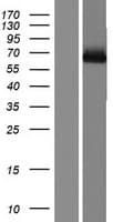 MAP3K7 / TAK1 Protein (Over-Expression Lysate Myc-DDK (Flag))