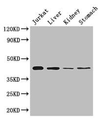 HOXA2 Antibody