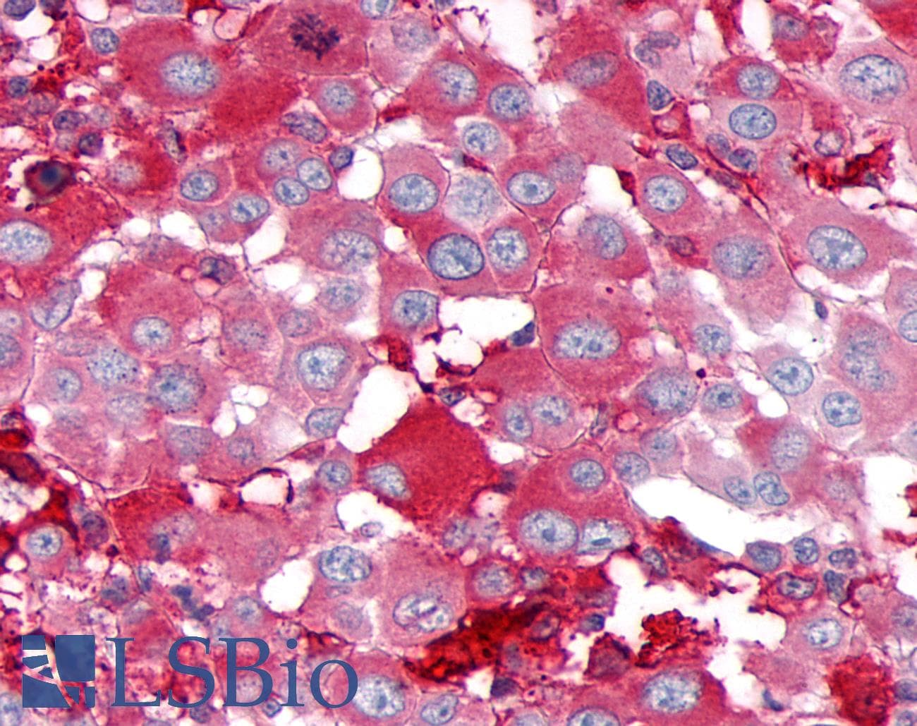 PathPlus™ GPR39 Antibody (Extracellular Domain)