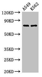 POLH / DNA Polymerase Eta Antibody
