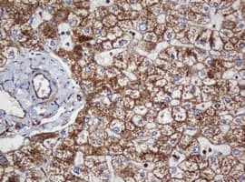 PAI-RBP1 / SERBP1 Antibody (clone OTI5G2)