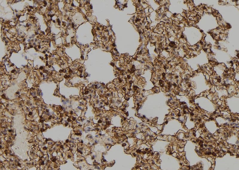 IFI35 Antibody