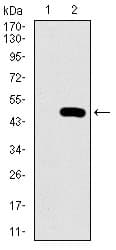 IHC-plus™ PSAP / Prosaposin Antibody (clone 4D5F4)