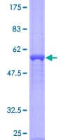 Human ASB13 Protein (Recombinant GST)