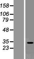SEC22L2 / SEC22A Protein (Over-Expression Lysate Myc-DDK (Flag))