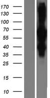RILP Protein (Over-Expression Lysate Myc-DDK (Flag))