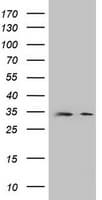 DPPA2 Antibody (clone OTI1G10)