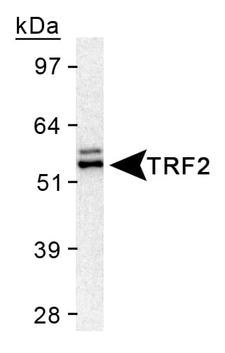 TERF2 / TRF2 Antibody