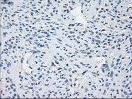 GBP2 Antibody (clone OTI4E5)