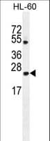 PathPlus™ BAX Antibody (aa41-76)