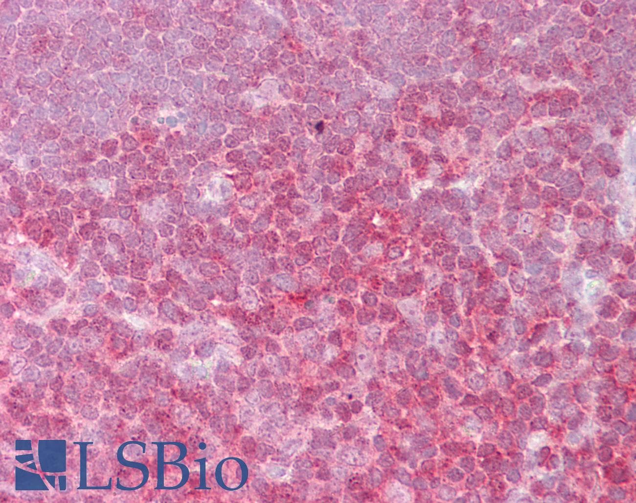 IHC-plus™ REL / C-Rel Antibody (aa453-464)