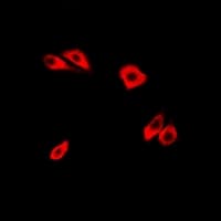 RHOC Antibody