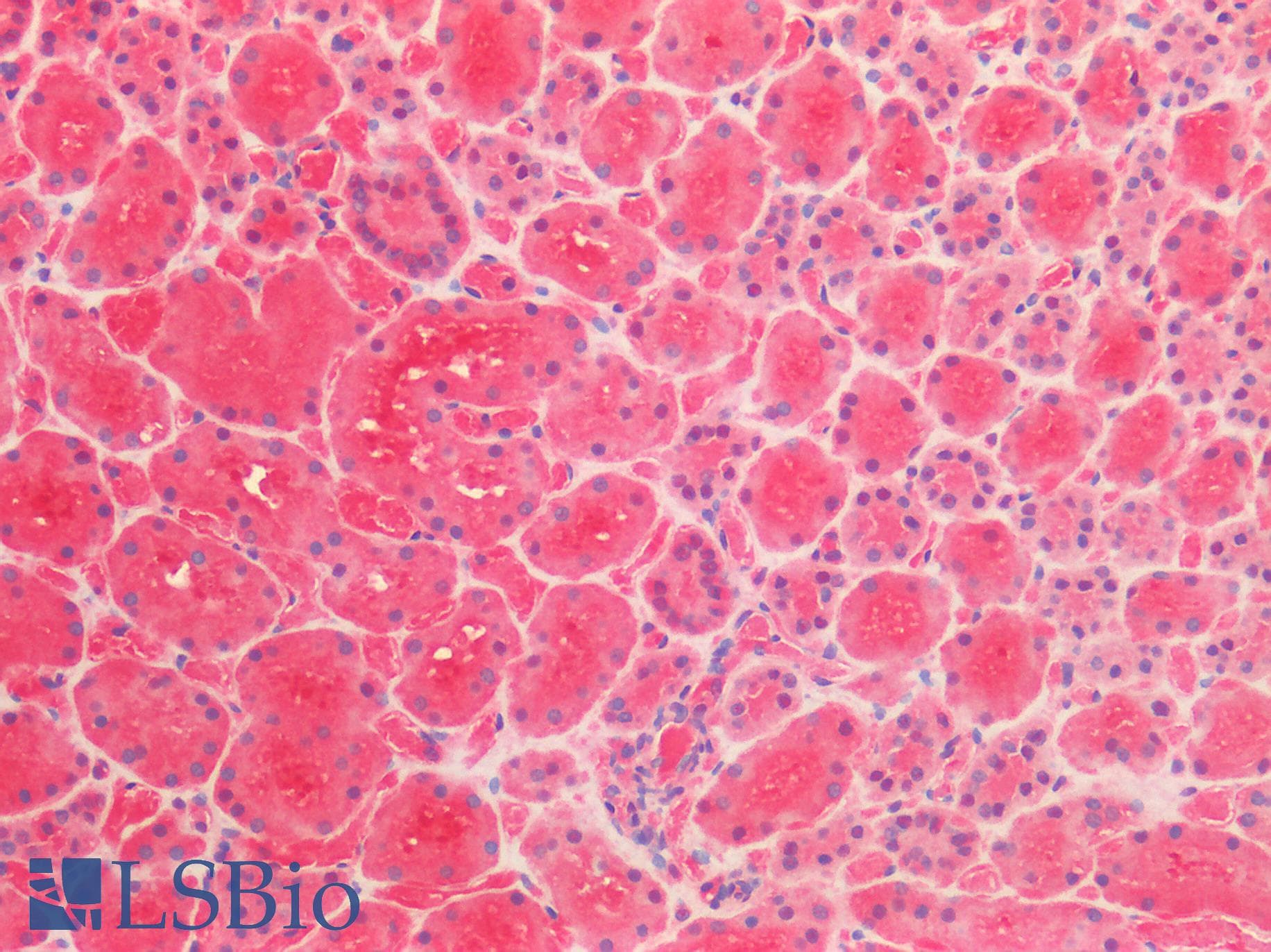 IHC-plus™ QPRT Antibody