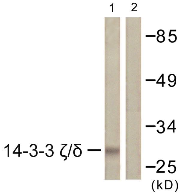 YWHAZ / 14-3-3 Zeta Antibody (p232)