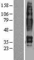 QRFPR / GPR103 Protein (Over-Expression Lysate Myc-DDK (Flag))