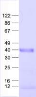 Human SNAPC1 Protein (Recombinant His, N-Terminal)