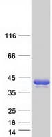 Human PPA2 Protein (Recombinant Myc-DDK (Flag))