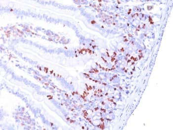 BrdU Antibody (clone 85-2C8, Ready-to-Use)