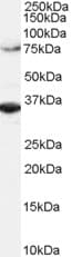 IHC-plus™ Polyclonal Goat anti-Human ORC3L / ORC3 Antibody (aa699-712, IHC, WB)