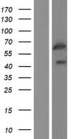 GPR107 / LUSTR1 Protein (Over-Expression Lysate Myc-DDK (Flag))