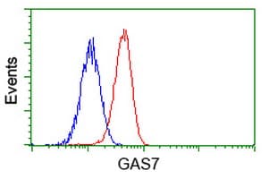 GAS7 Antibody (clone OTI8H10, Carrier-free)