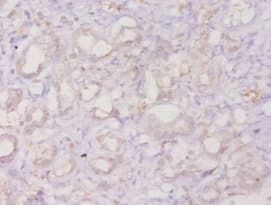 ANXA3 / Annexin A3 Antibody