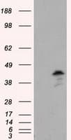 MCL1 / MCL 1 Antibody (clone OTI10D10, Carrier-free)