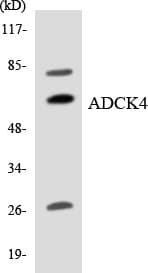 IHC-plus™ Polyclonal Rabbit anti-Human ADCK4 Antibody (aa6-55, IHC, WB)