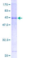 Human MUL1 / MULAN Protein (Recombinant GST)