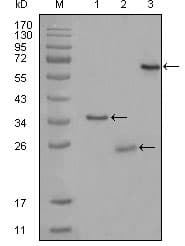 CD33 Antibody (clone 2B7C12)