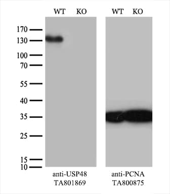 USP48 Antibody (aa361-743, clone OTI1F10)