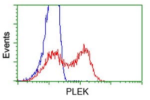 PLEK / Pleckstrin Antibody (clone OTI4G6)