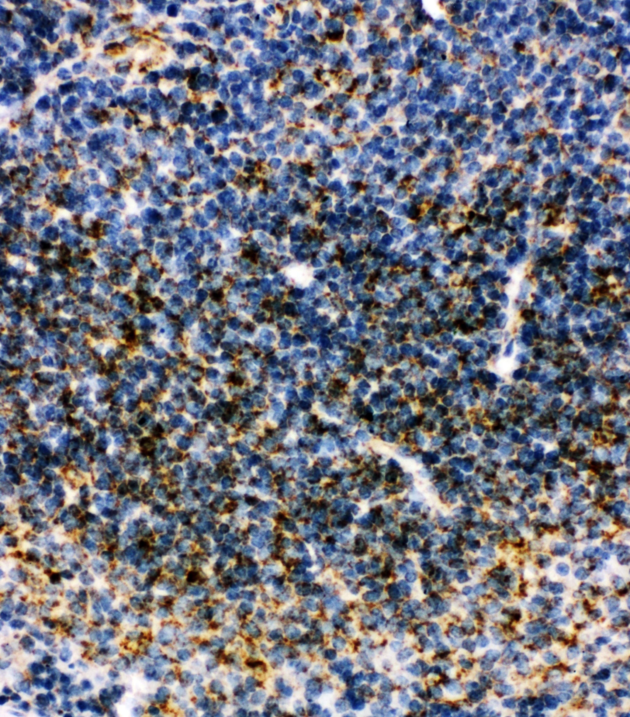 MT-CO1 / COX1 Antibody (aa501-514)
