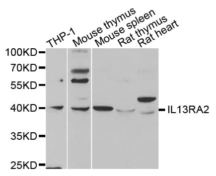 IL13RA2 / IL13R Alpha 2 Antibody