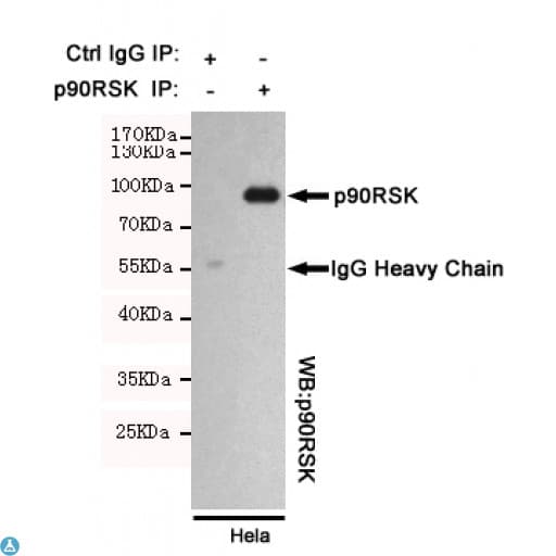 p90RSK Antibody