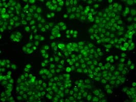 IFIT3 Antibody (clone OTI1G1)