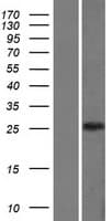 CLIC3 Protein (Over-Expression Lysate Myc-DDK (Flag))