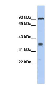 Polyclonal Rabbit anti-Human LRRC73 / C6orf154 Antibody (aa179-228, WB)