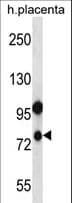 NOD8 / NLRP10 Antibody (aa466-494)