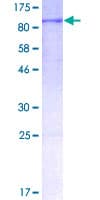 Human ACSL6 Protein (Recombinant GST)