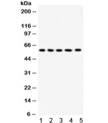 AGFG1 Antibody