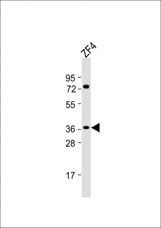CHF1 / HEY2 Antibody (aa224-260)