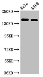 CDK12 / CRKRS Antibody