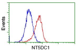 NT5DC1 Antibody (clone OTI3A6)