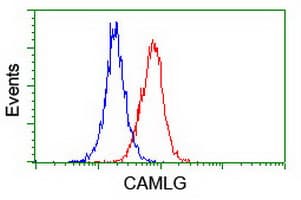 CAMLG / CAML Antibody (clone OTI2H3)