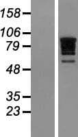 RBM10 Protein (Over-Expression Lysate Myc-DDK (Flag))