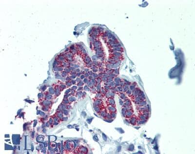IHC-plus™ CISD1 Antibody